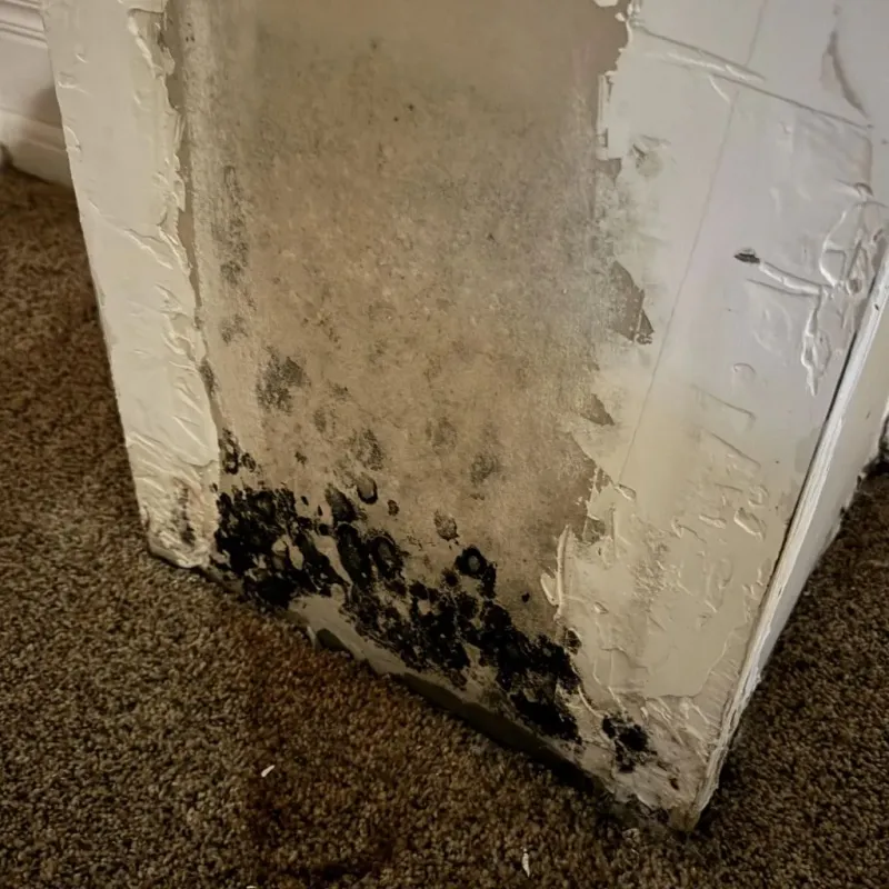 Professional Mold Removal in Dundee, OR
